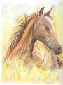 Chevaux